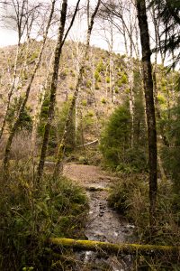 Oregon forest